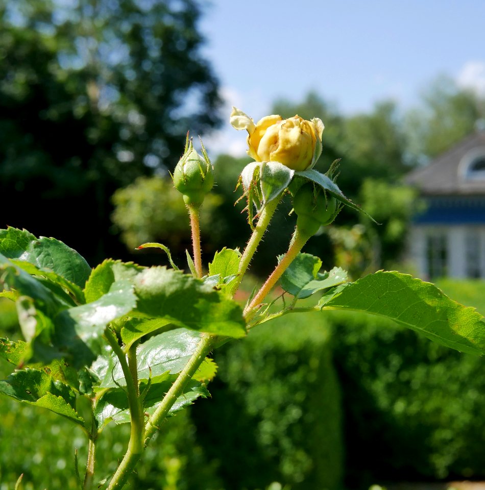 Rosengarten-A-14-a-YellowMeilove2