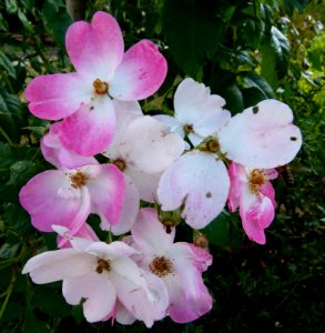 Roses sauvages