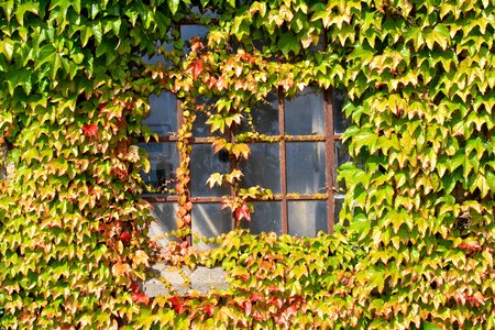 Creeper wall green