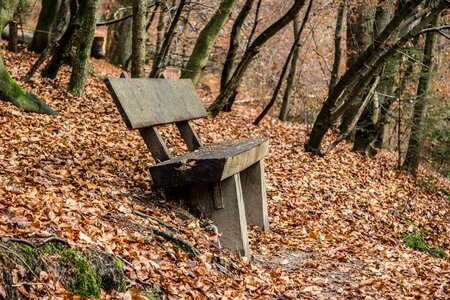Forest autumn leaves