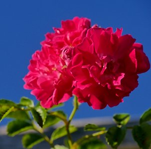 Rosengarten-E-1-g-Super-Excelsa