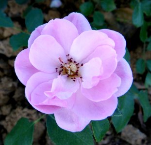 Rose Jardin de Bagatelle 2