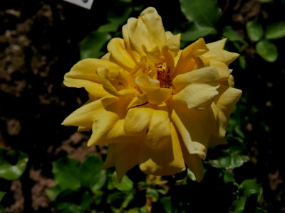 Rosengarten-B-9-b-Marco Polo