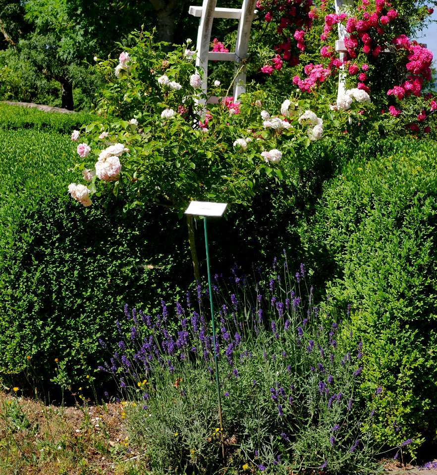 Rosengarten-C-14-a-Larissa
