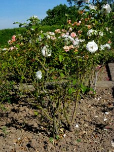 Rosengarten-C-4-b-Schneewittchen