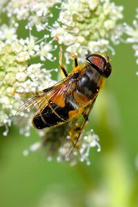 Macro insect compound