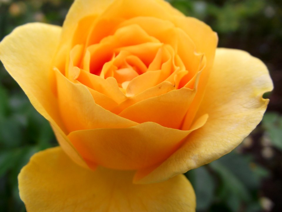 Rosa julia child