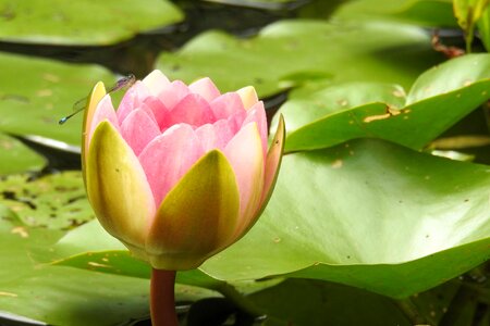 Aquatic plant pond blossom photo