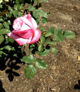 Rosa paradise