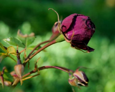 Rosengarten-B-12-d-Burgund81