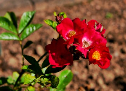 Rosengarten-D-8-a-Mozart
