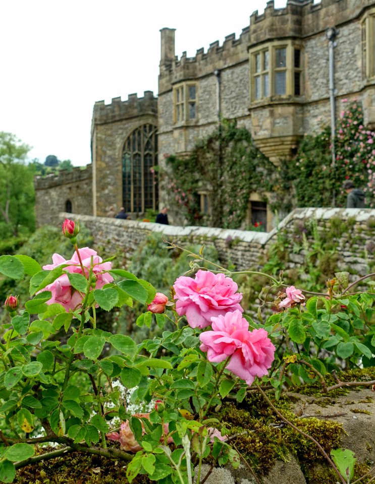 Roses - Haddon Hall - Bakewell, Derbyshire, England - DSC02904