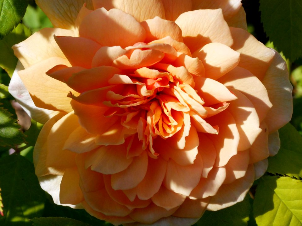 Rosengarten-D-1-d-Grace