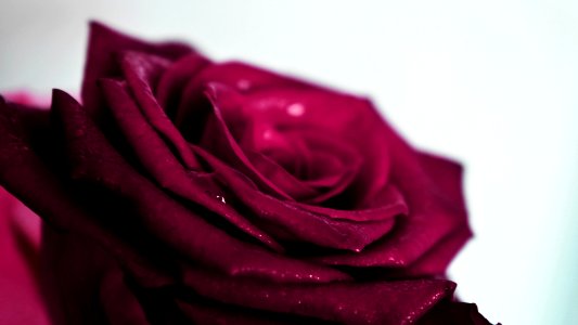 Roses (228544773) photo