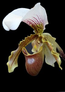 Orquidea flowers slipper