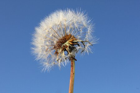 Dandelions flower nature