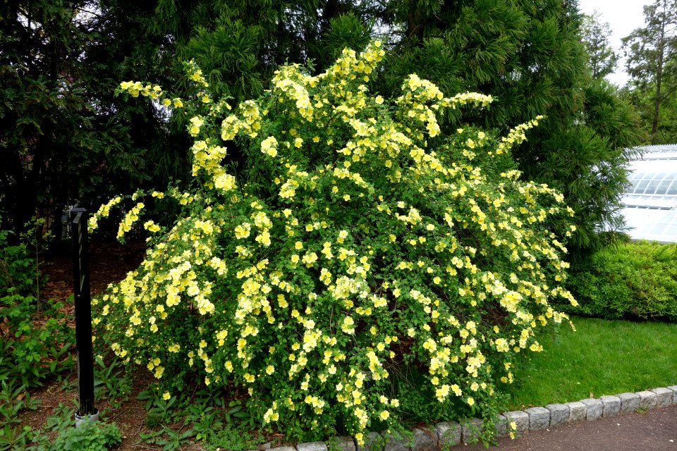 Rosa xanthina - Morris Arboretum - DSC00211