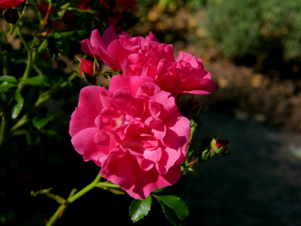 Rosengarten-C-6-c-Heidetraum