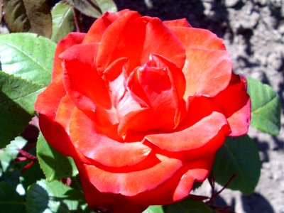 Rose Grande Amore