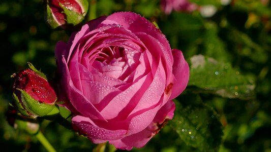 Rose blooms rose in the morning dew plant
