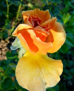 Rose Jardin de Bagatelle 5
