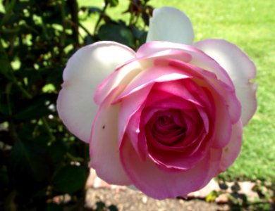 Rosa meiviolin