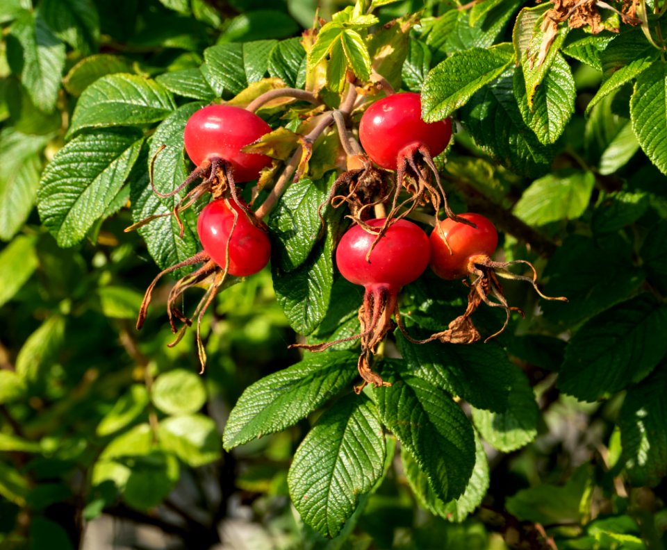 Rose hips Rosa rugosa Hansa 2