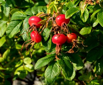 Rose hips Rosa rugosa Hansa 2 photo