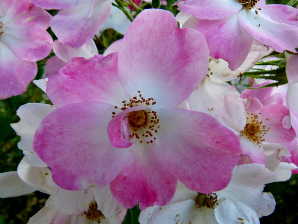 Roses sauvages 2