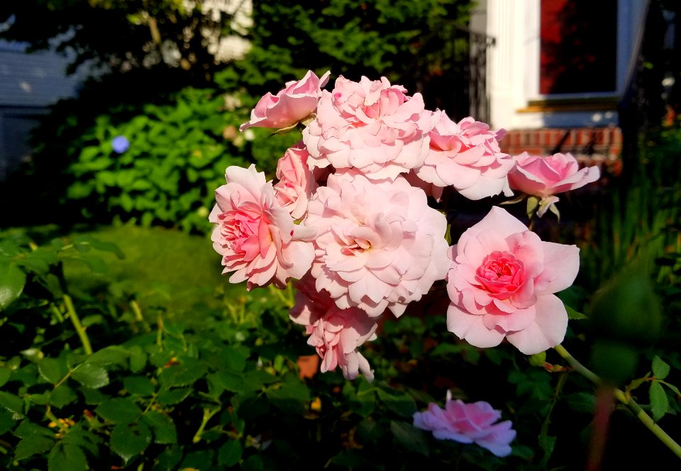 Roses - Arlington, MA - 20200811 082438