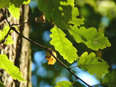 Forest emerge oak leaves