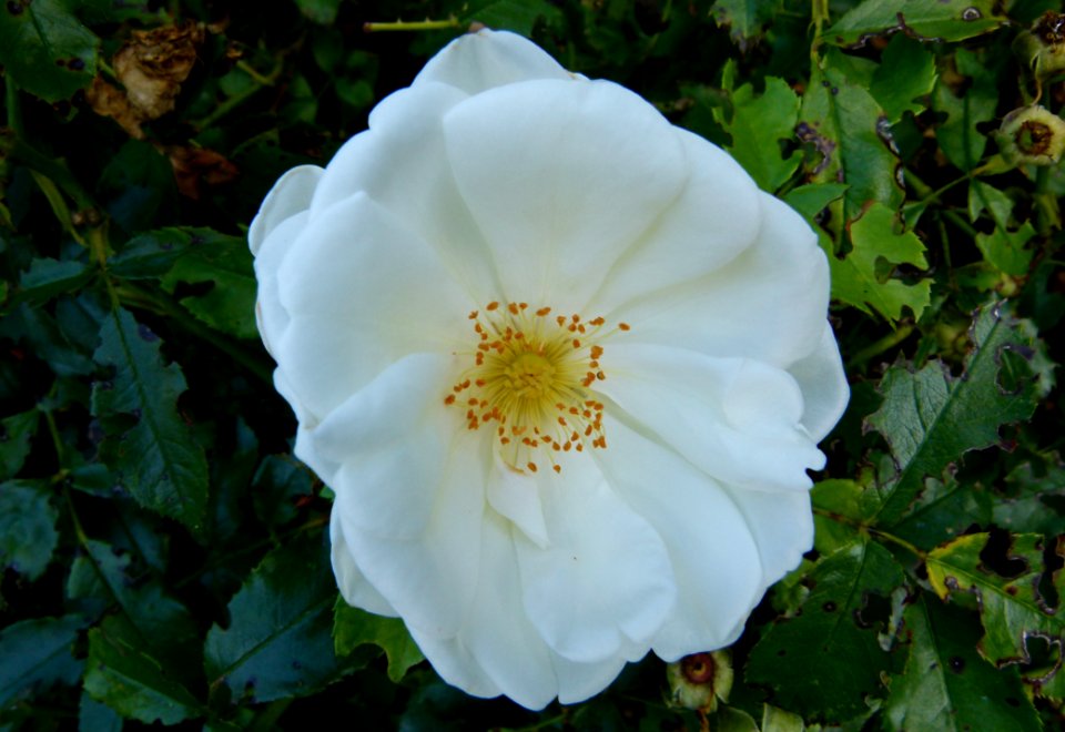 Roses sauvages 3