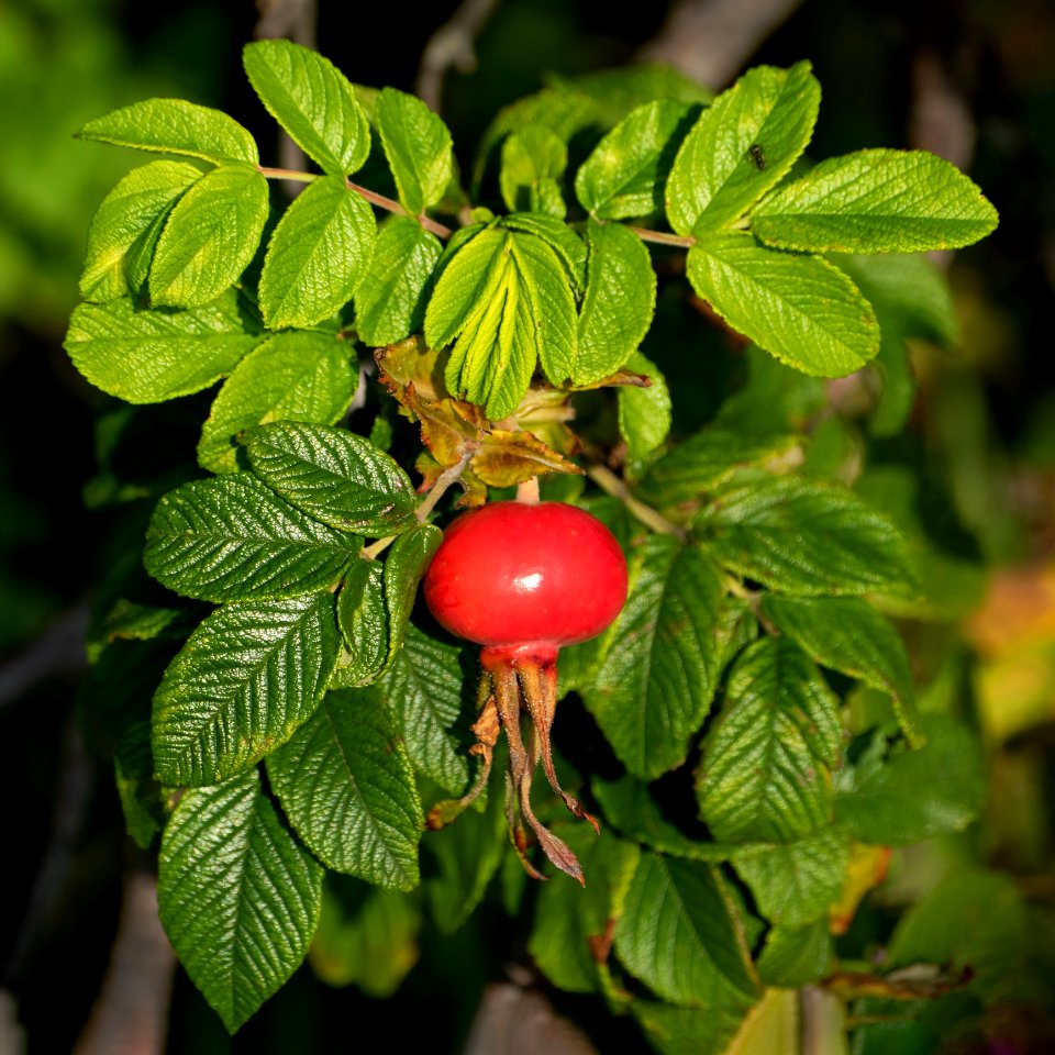 Rose hips Rosa rugosa Hansa 4