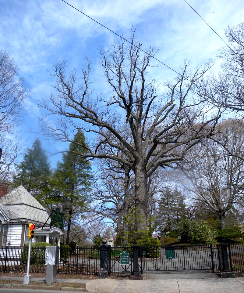 Rosedale Cemetery lower jeh