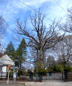 Rosedale Cemetery lower jeh