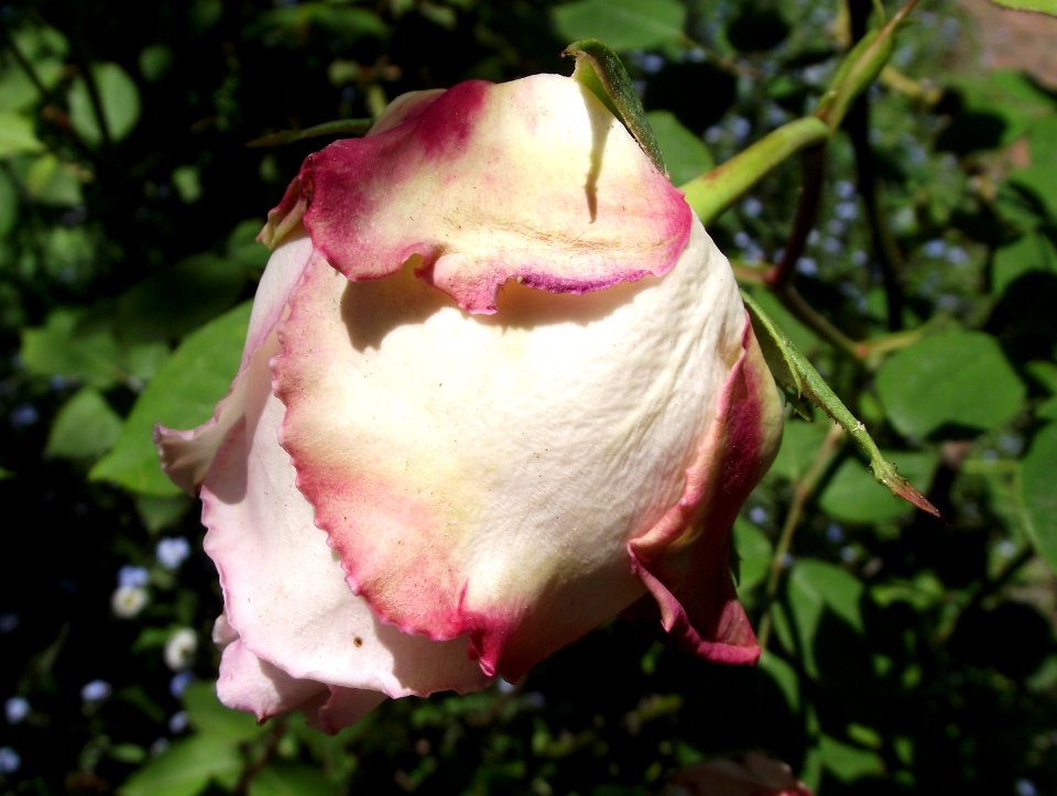Rosa tipsy imperial concubine
