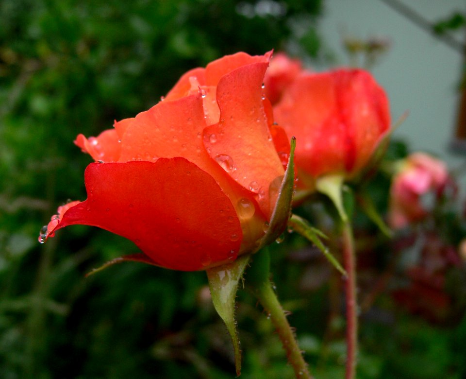 Rosa Westerland IP0906004