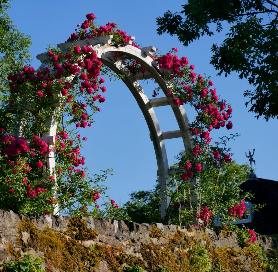 Rosengarten-E-1-e-Super-Excelsa