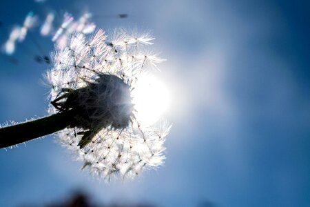 Flower spring outdoor