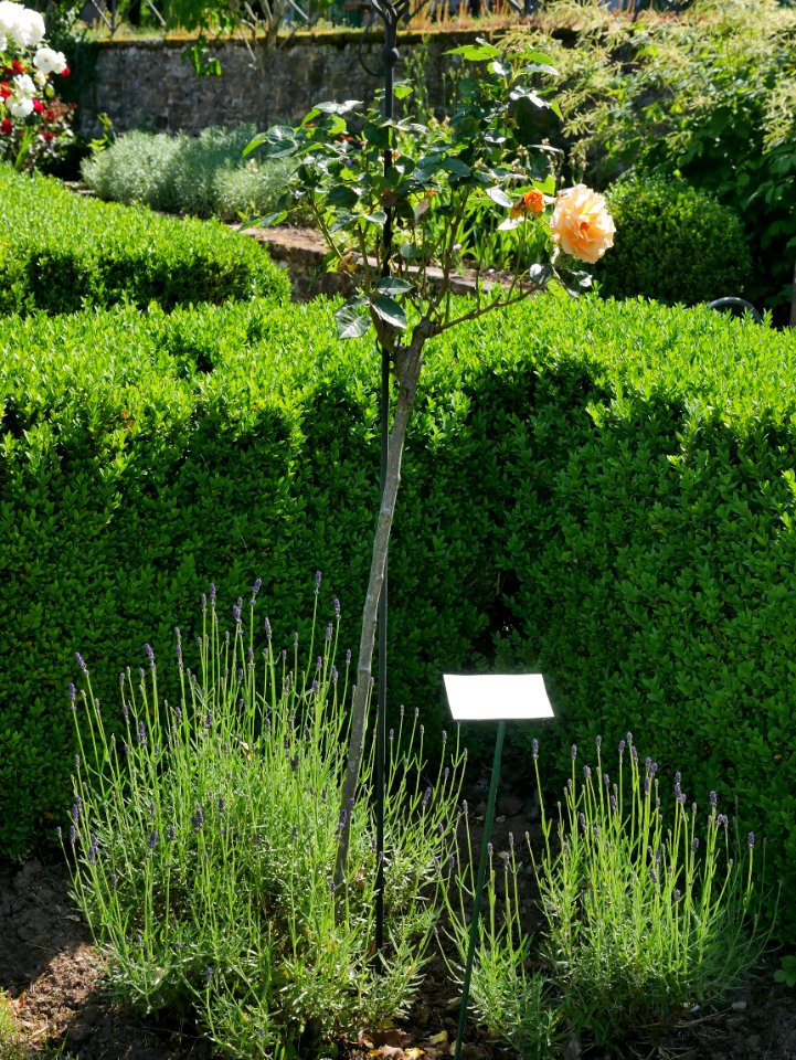 Rosengarten-B-11-a-Goldelse