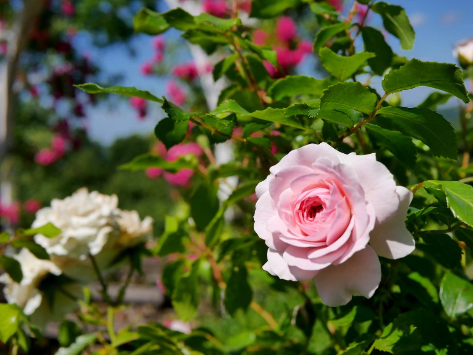 Rosengarten-C-14-b-Larissa