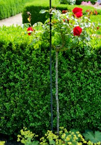 Rosengarten-C-12-a-Rotilia