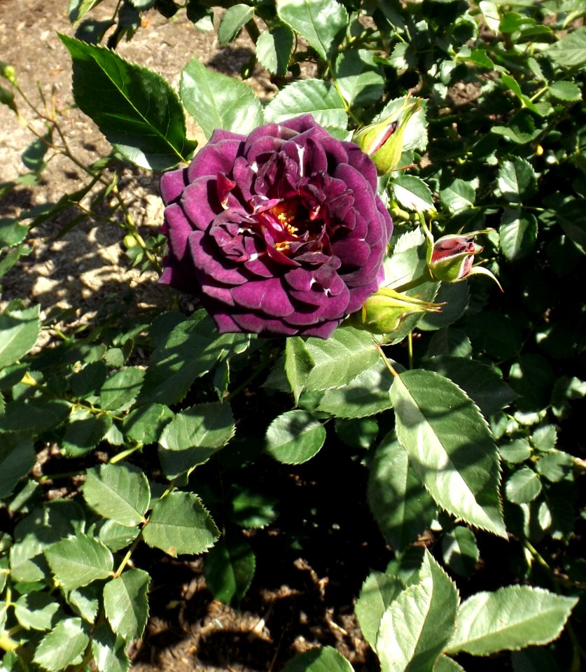 Rosa midnight blue