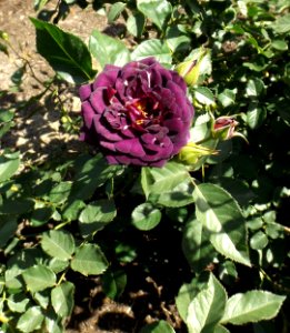 Rosa midnight blue