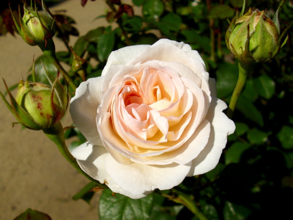 Rose Lions