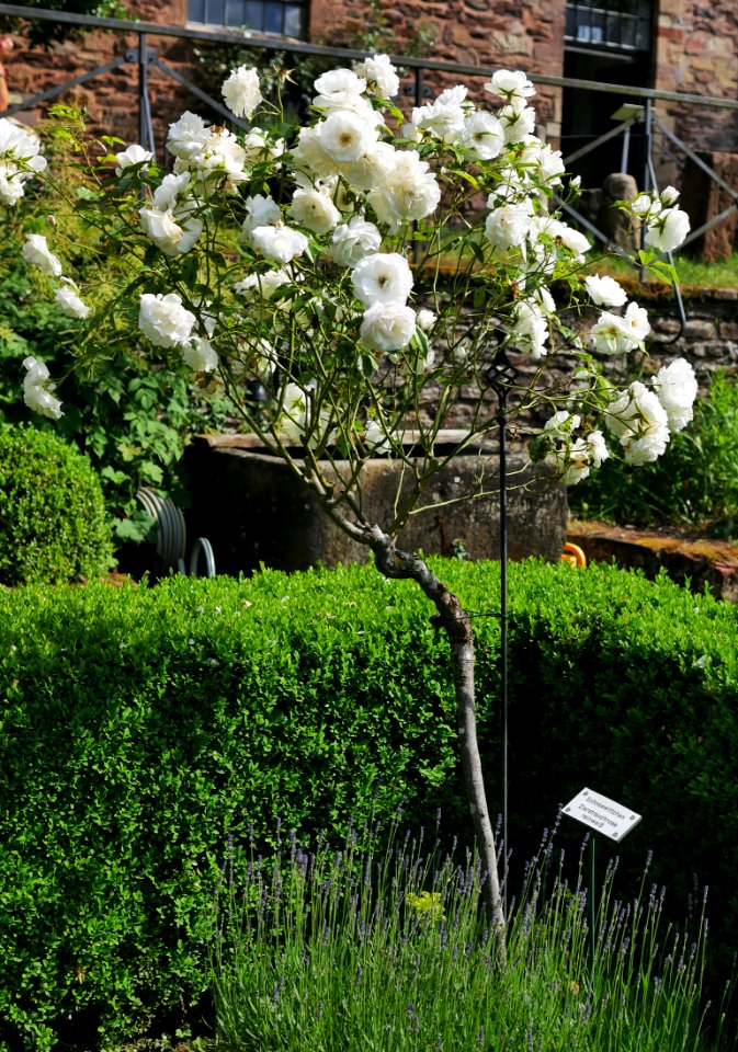 Rosengarten-A-12-a-Schneewittchen