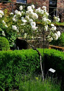 Rosengarten-A-12-a-Schneewittchen