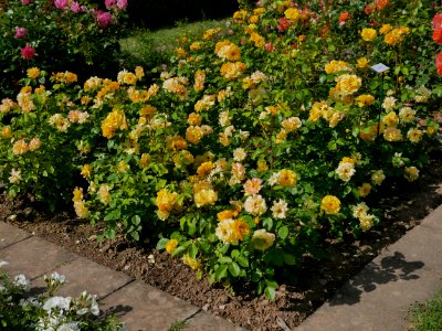 Rosengarten-A-4-a-Stuttgardia