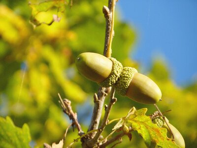 Oak fruit german oak autumn photo