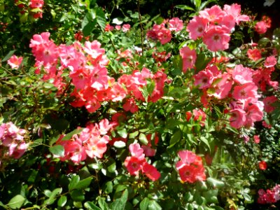 Roses - 26 juin 2014